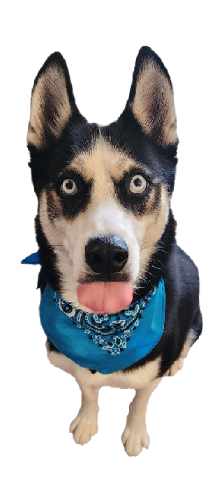 very cute real life husky dog